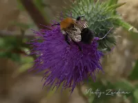 Akkerhommel [Bombus pascuorum]